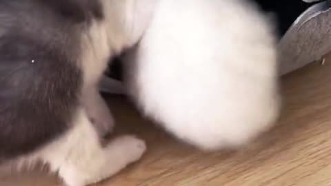 What a cute kitten they fight too
