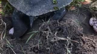 Fresh water hard shell turtle laying eggs