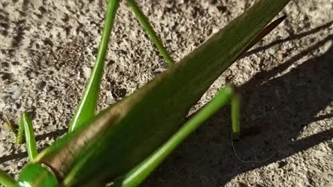 Grasshopper vs. Cat