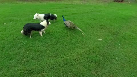 Dog And Peacock