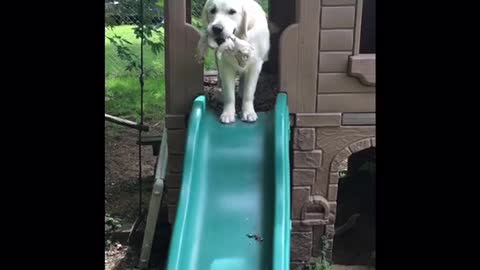 Playful Golden Retriever Discovers The Slide For The First Time