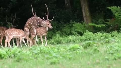 Deer Miting the forest