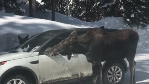 Moose Clean a Car in Colorado