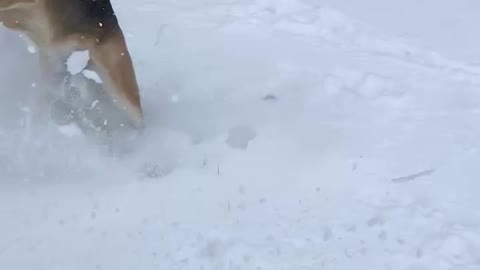 My German Shepherd Athena playing in the snow