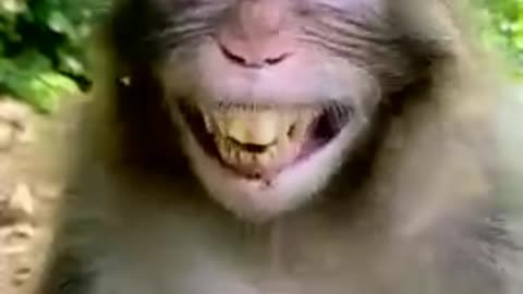 Happy old monkey