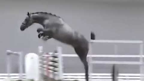 The Most Hilarious Horse Jumping Over obstacle You Ever Seen