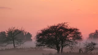 Sandhill Crane Sunrise - Venus Ranch in Venus, Florida.