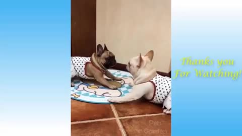 crazy cute pets