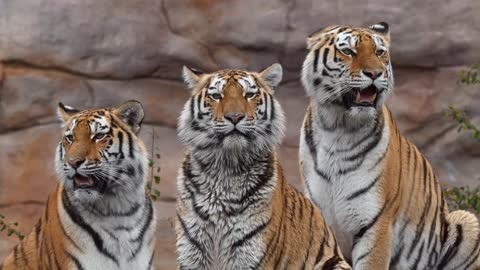 Siberian tiger family Animal videos