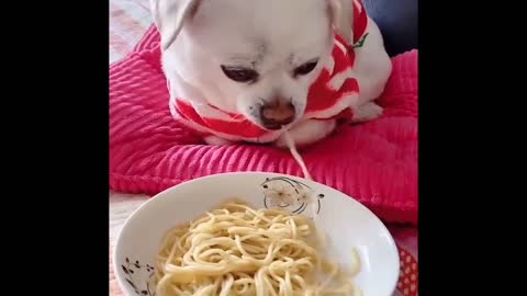 Cut baby baby dog eating food