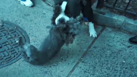 Pitbulls attack Dogs_ compilation in 2015$