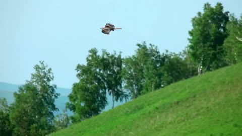Hawk flying in the meadow - With beautiful music