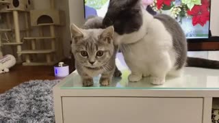 Adorable kittens show of their love for eachother! Cutenes overload