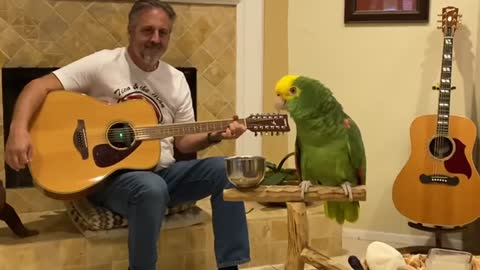 Sebbes Papagei singt mit / Sebbe's singing parot