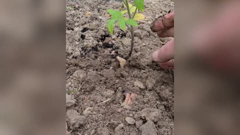 Tomato Planting - #VictoryGarden21