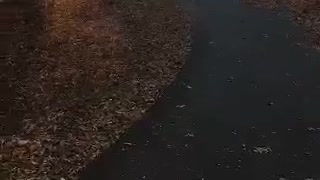 Man in pink sweater falls off skateboard onto leaves