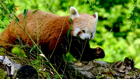 Panda video | Cute Panda | Panda | #panda | #cute