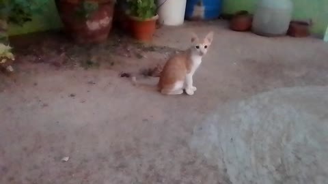 Baby 🐈 cat and.funny baby cat compilation video.baby and cat funny and cat.baby funny videos