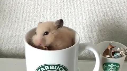 little mouse in cup