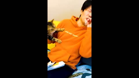 Cute Cat Annoys Its Owner