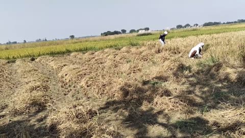 Indian village morning routine of desert women | Real Life in Indian Village | Indian Real Village