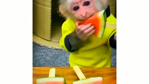 Monkey Funny Compilation Videos 2024 _ Funny Monkey Videos😂