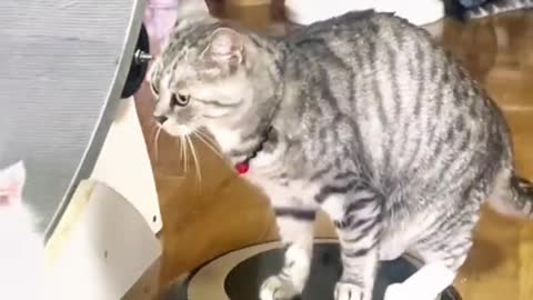 Vacuum cleaner machine cat playing with