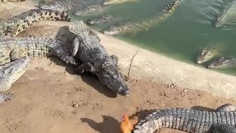 Cruel Farmer Feeds Live Chicken To Crocodiles 🐟 #shorts