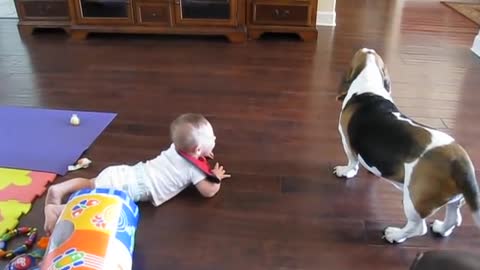 Laughing Baby Chases Basset Hound