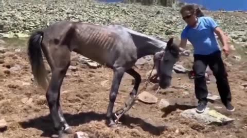 horse tied to a deserted place without eating and drinking for weeks, watch how it was saved