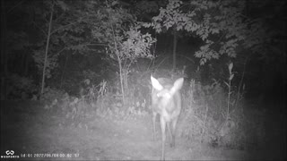 Backyard Trail Cam - Deer posing, browsing, and then trying to eat camera.