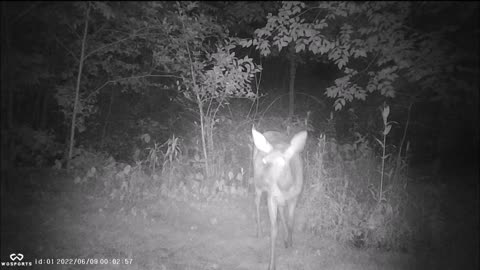 Backyard Trail Cam - Deer posing, browsing, and then trying to eat camera.