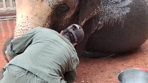 The elephant comfortably enjoys the breeder bathing it
