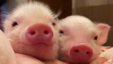 The PIG cute