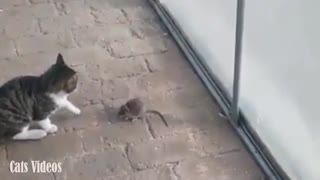 Cat Bullying With A Rat Comdey