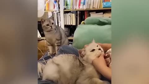Intelligent funny cat and amazing reactions