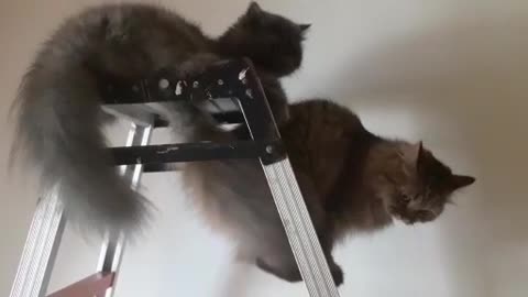 two cats playing on the stairs🐈👀