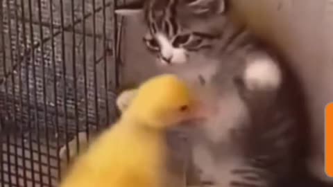 Funny fight Between Kitten & Baby Duck