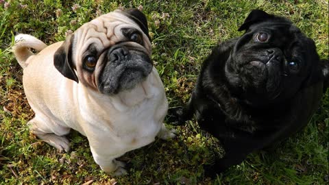 Cachorros mais lindos