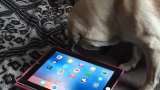 Little Pug Pup plays with Ipad