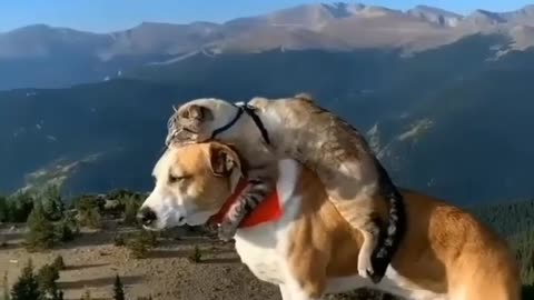 Good friendship dog and cat / dog funny video