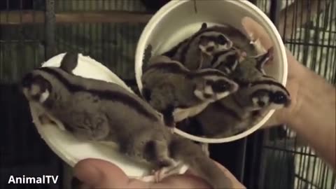 SUGAR GLIDERS Flying - Funny & Cute Compilation