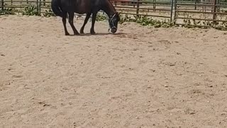 Very happy horse!