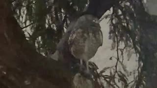 Burrowing owl in a tree