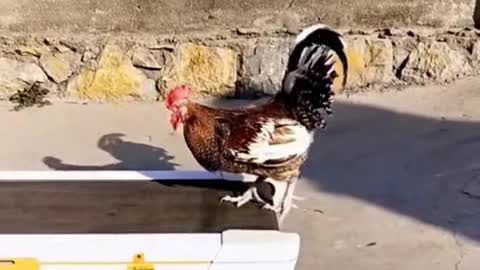 Cock stay fit | Funny animal exercise