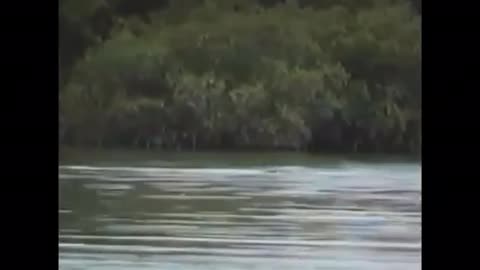 Top 5 sea monster caught on camera