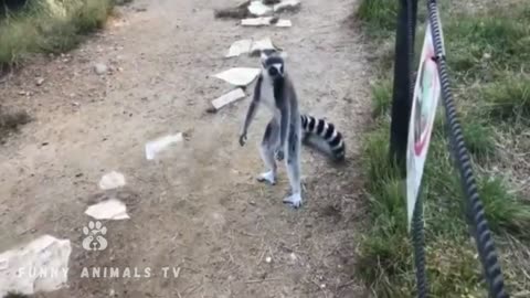 funny animals