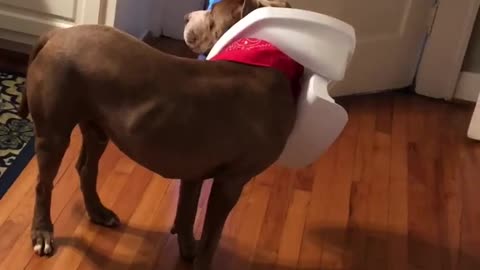 What are the odds this dog got into the garbage can?