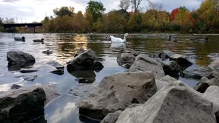 Canada Goose & Swan #swan #goose