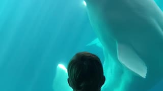 Child and Beluga whales